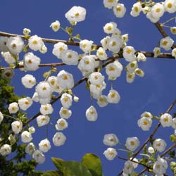 Halesia, rbol de campanillas plateadas